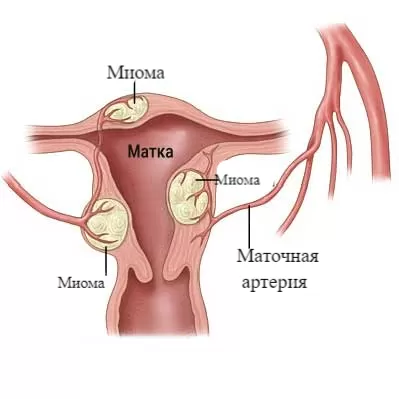 image003.png