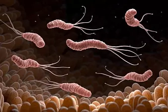Хеликобактер пилори (Helicobacter pylori) что это такое и как вылечить