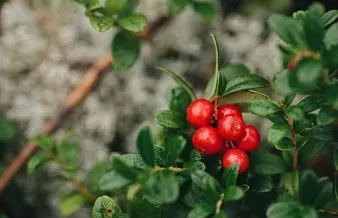 фон карточки