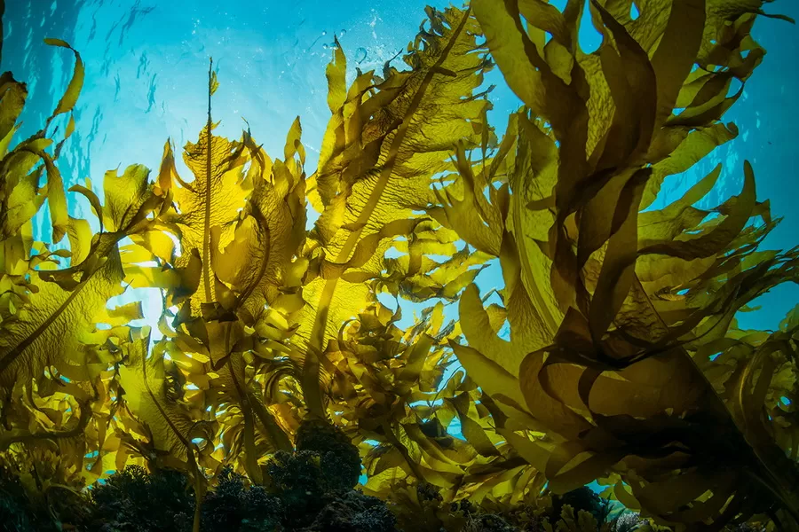 7 причин есть морскую капусту каждый день